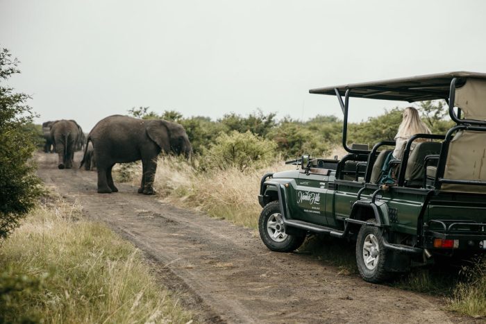 Cedarberg Travel | Nambiti Hills Private Game Lodge