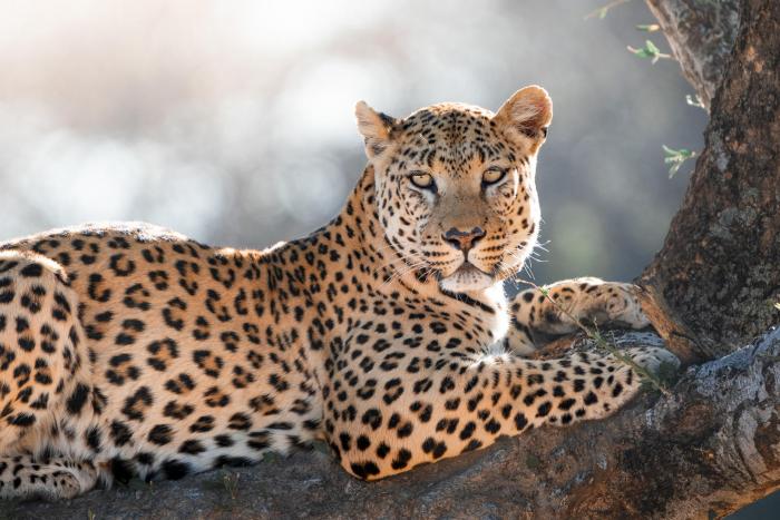 Cedarberg Travel | Okonjima Luxury Bush Lodge