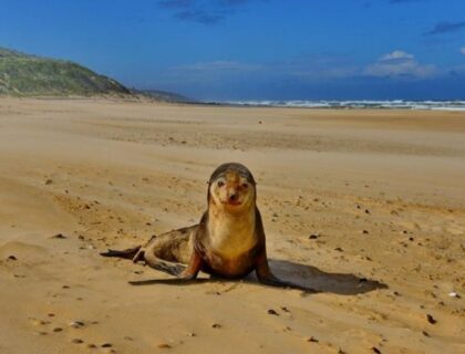 Port-Elizabeth-Raggy-charters-Cape-fur-seal-Lloyd-edwards-700