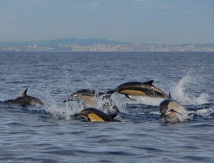 Port-Elizabeth-Raggy-charters-dolphin-700