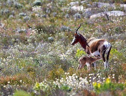 Bontebok-National-Park