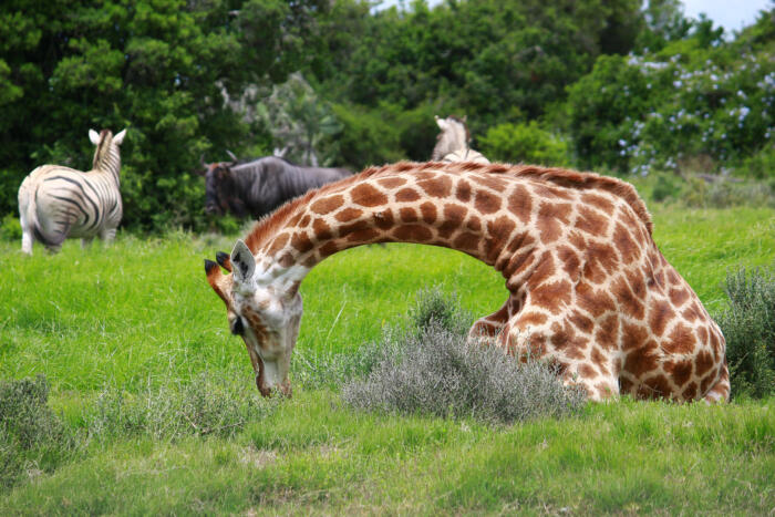 Cedarberg Travel | Pumba Msenge Bush Lodge