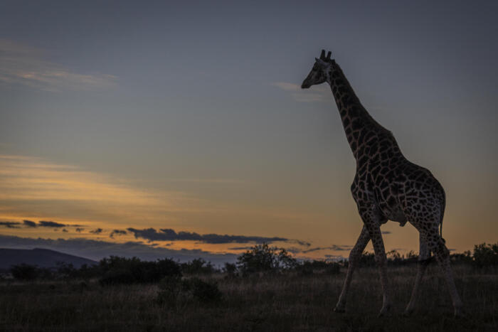 Cedarberg Travel | Pumba Msenge Bush Lodge