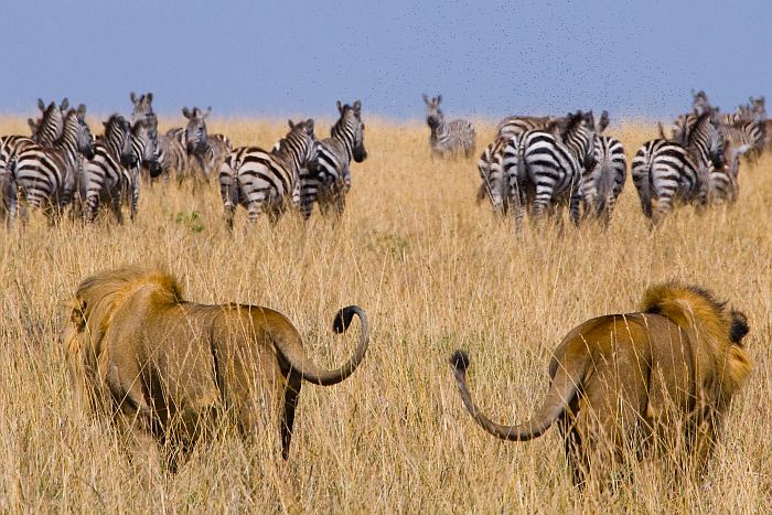 Lion on the hunt in the Masai Mara