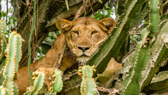 Cedarberg Travel | Mweya Safari Lodge