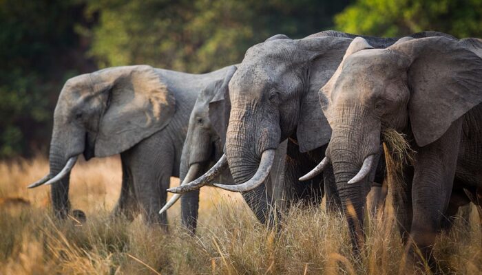 Cedarberg Travel | Luwi Bush Camp