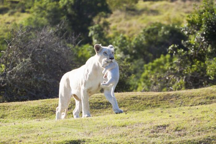Cedarberg Travel | Pumba Msenge Bush Lodge