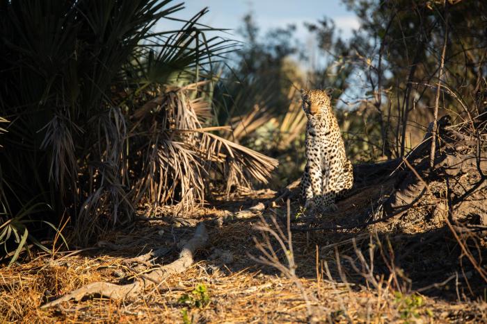 Cedarberg Travel | Tubu Tree Camp