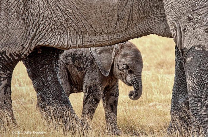 Cedarberg Travel | Porini Amboseli Camp