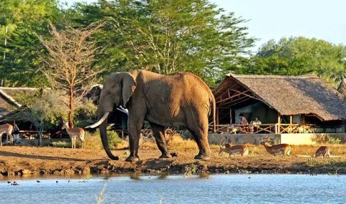 Cedarberg Travel | Satao Camp