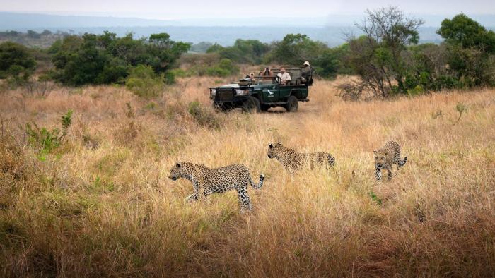 Cedarberg Travel | andBeyond Phinda Forest Lodge