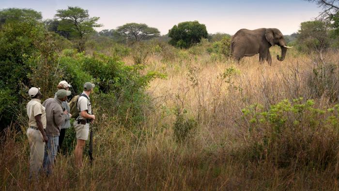 Cedarberg Travel | andBeyond Phinda Forest Lodge
