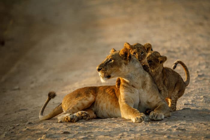 Cedarberg Travel | Nairobi Tented Camp