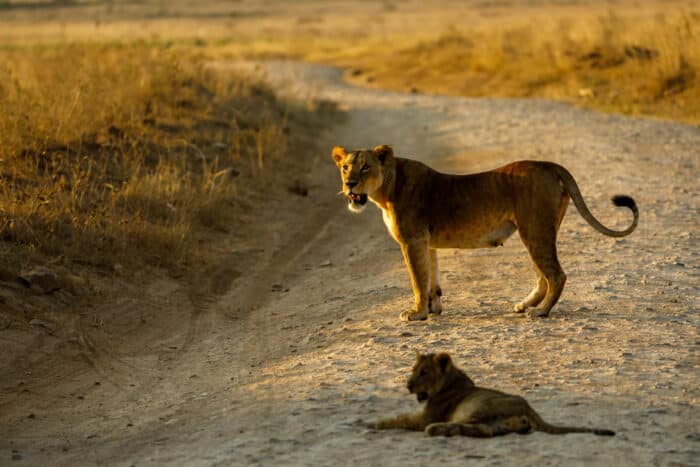 Cedarberg Travel | Nairobi Tented Camp