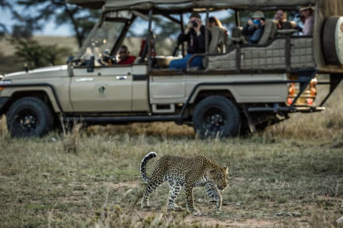 Cedarberg Travel | Porini Lion Camp