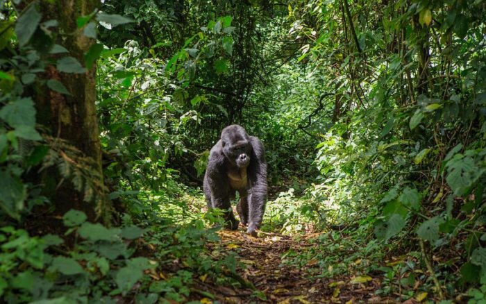 Cedarberg Travel | Gorilla Mountain Snapshot in Rwanda