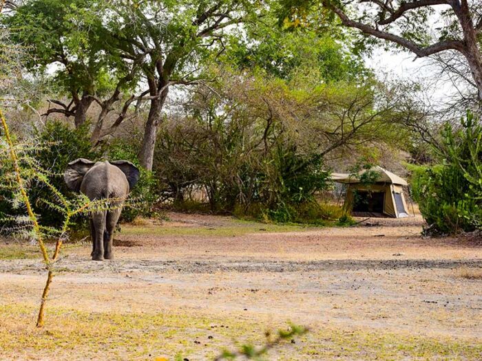 Cedarberg Travel | Selous Impala Camp