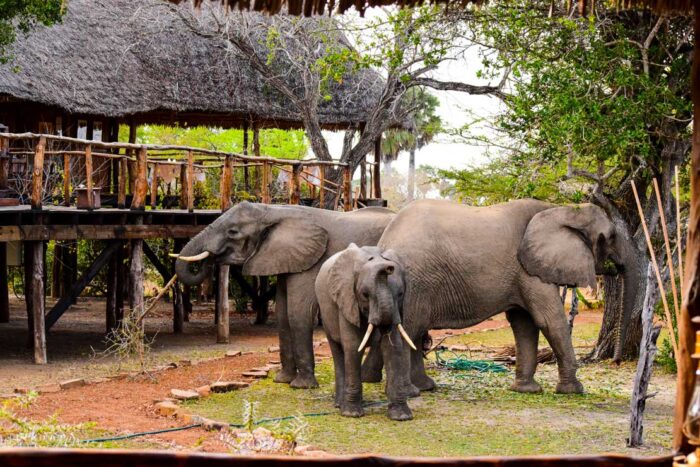 Cedarberg Travel | Selous Impala Camp