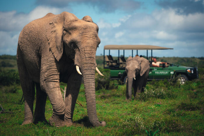 Cedarberg Travel | Bayethe at Shamwari Private Game Reserve