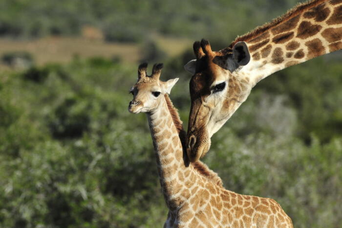 Cedarberg Travel | Bayethe at Shamwari Private Game Reserve