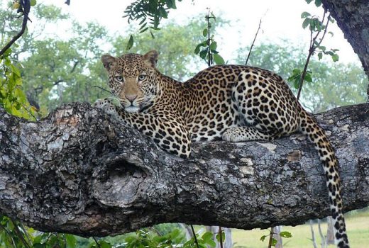 South Luangwa