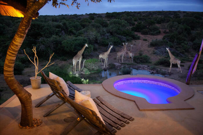 Cedarberg Travel | Amakhala Safari Lodge