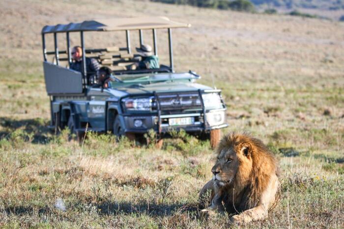 Cedarberg Travel | Amakhala Safari Lodge
