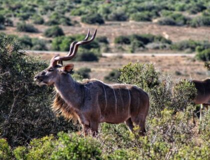 Addo-Elephant-park-tours-kudo-bull-700