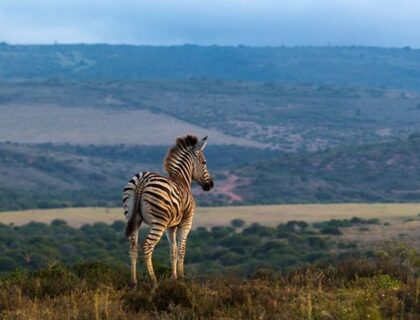 Addo-Elephant-park-tours-zebra-700