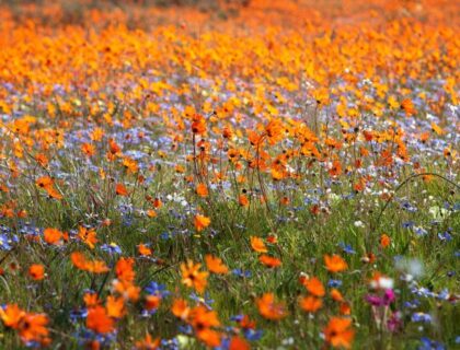 Cederberg-spring-flowers-SS-700