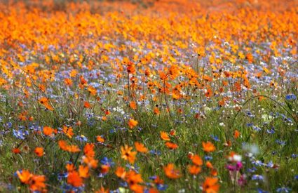 Tanzania versus Kenya – which country is best for YOUR safari?