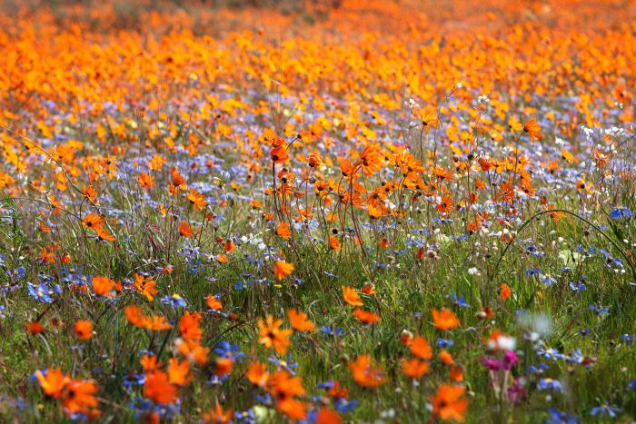 Cederberg-spring-flowers-SS-700