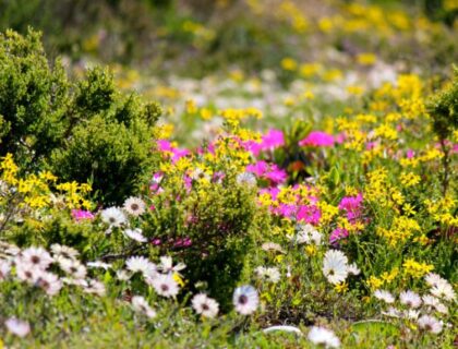 West-Coast-Columbine-wildflowers-700