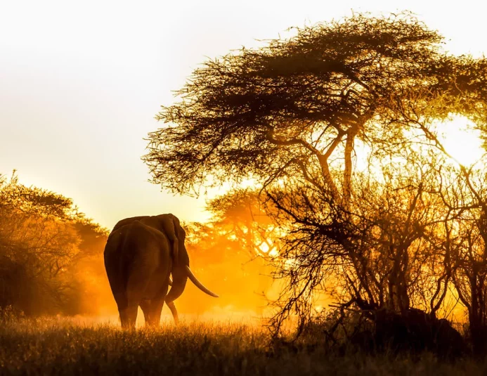 Cedarberg Travel | Singita Pamushana Lodge