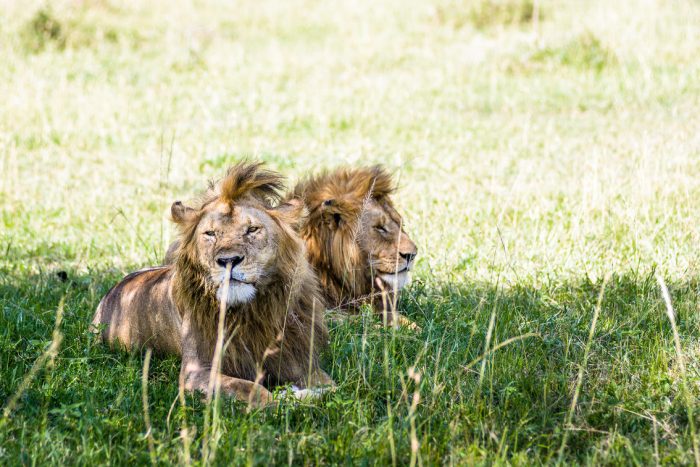 Cedarberg Travel | Singita Sabora Tented Camp