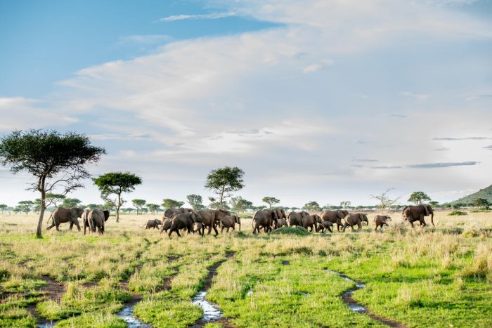 Cedarberg Travel | Singita Sabora Tented Camp