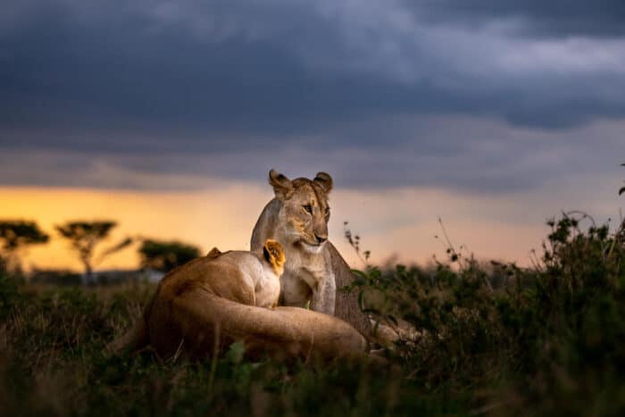 Cedarberg Travel | Singita Faru Faru Lodge