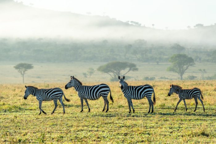 Cedarberg Travel | Singita Sabora Tented Camp