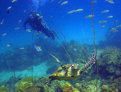 Nosy be diving