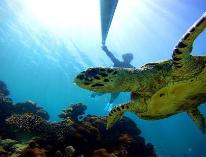 Nosy be diving