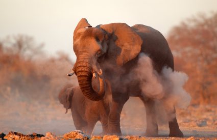 Namibia Fly-In with Skeleton Coast