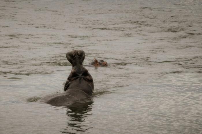 Cedarberg Travel | Batoka Zambezi Sands Lodge