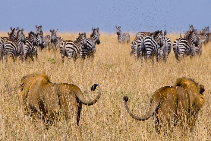 Cedarberg Travel | East African Exploration to Kenya & Tanzania