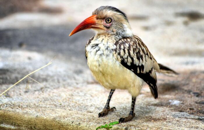 Cedarberg Travel | Honeyguide Tented Safari Camps