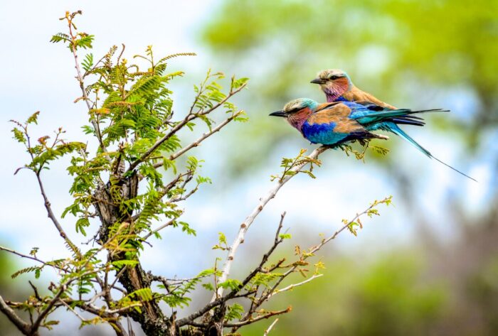 Cedarberg Travel | Honeyguide Tented Safari Camps