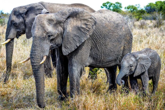 Cedarberg Travel | Honeyguide Tented Safari Camps