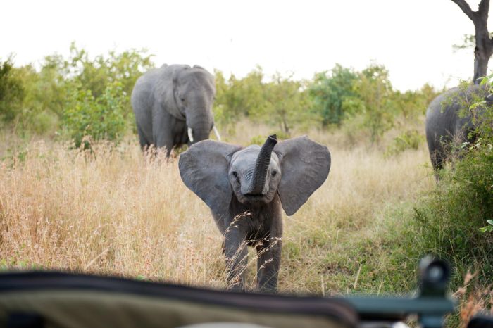 singita-boulders-lodge-wildlife3-700