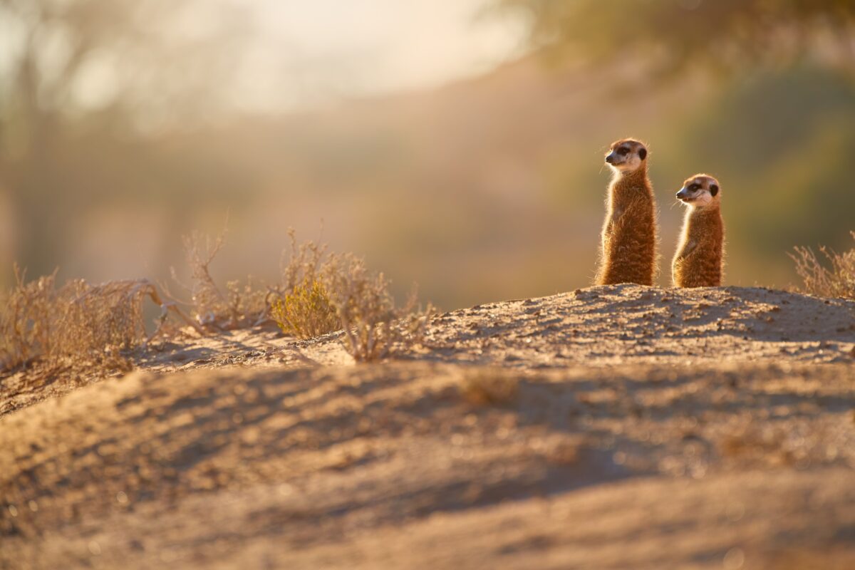 Cedarberg-Africa-Central-Kalahari-meerkats