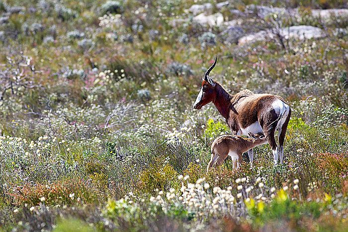 Bontebok National Park near Swellendam