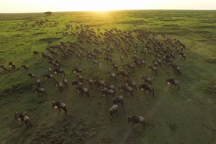 Cedarberg-Africa-Serengeti-Kleins-Camp-migration-700